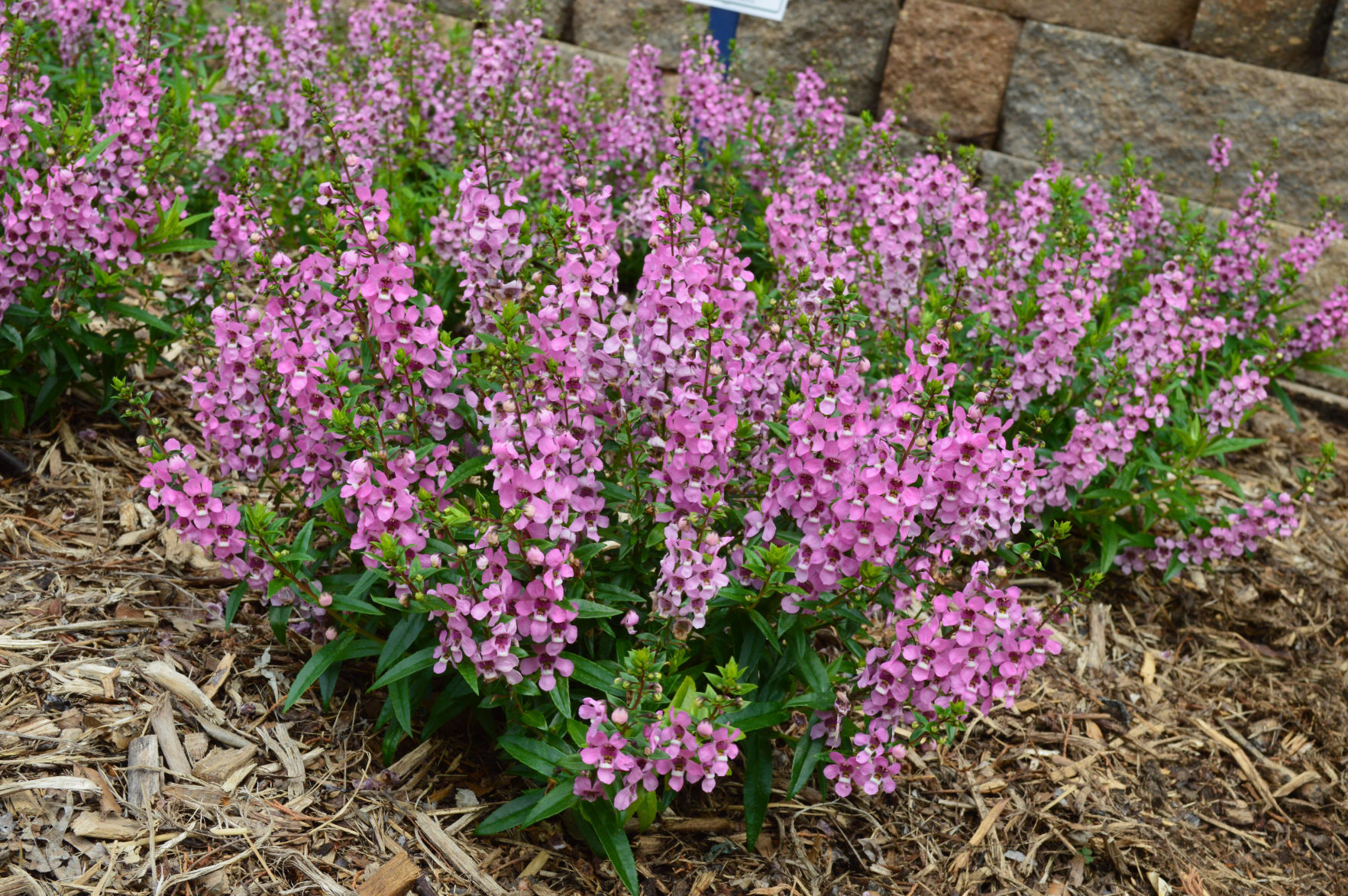 Plant - Lavender